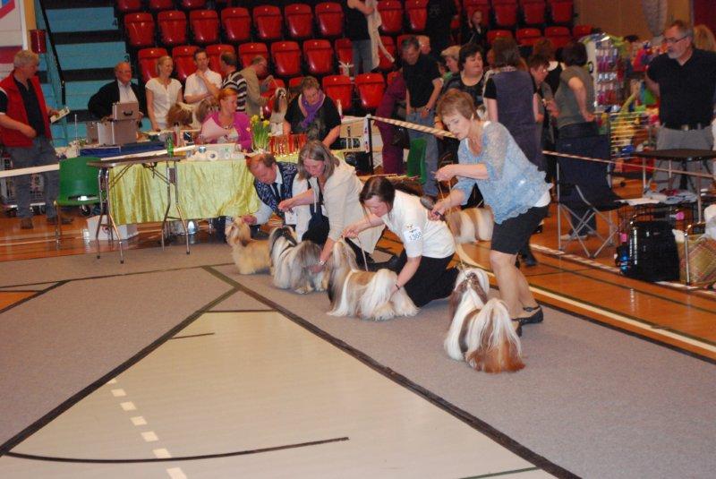 SHih Tzu Danmark